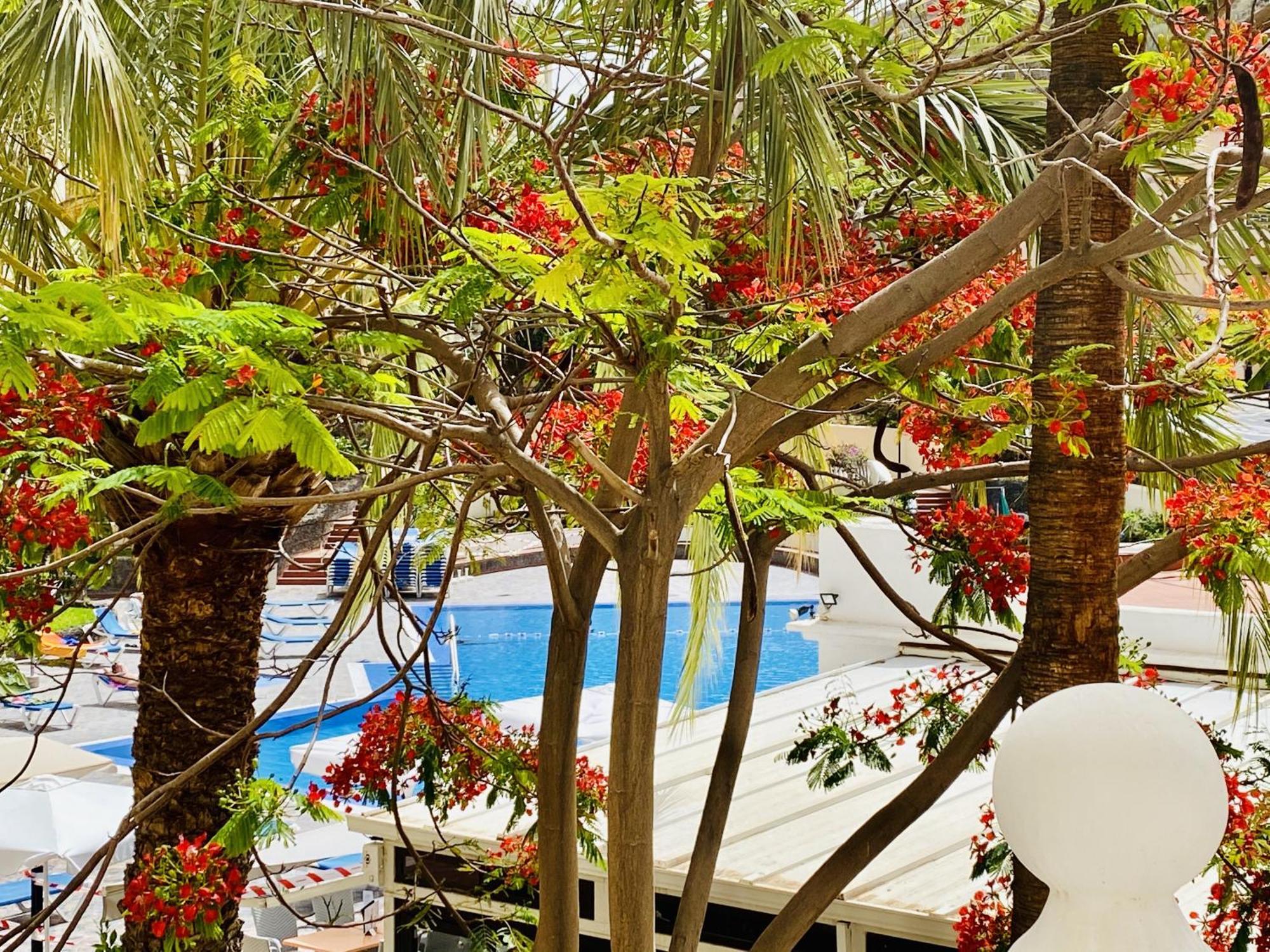 Castle Harbour Melanie'S Apartment By Lovetenerife Los Cristianos  Ngoại thất bức ảnh
